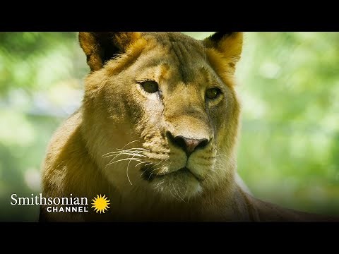 A Lion and a Tiger at a Rescue Facility Become Firm Friends 🦁🐯 Smithsonian Channel