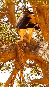 1.9M views · 10K reactions | lion v lion fight 15 lion top video | Animals usa | Facebook