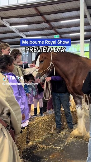 ONE MORE SLEEP 🥳 #ShowMuchMore #MelbRoyalShow #melbourne #thingstodomelbourne #melbourneactivities #whatsonmelbourne #melbourneevents