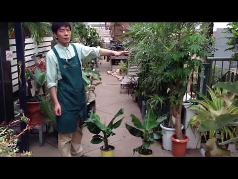 バナナの育て方・日常管理