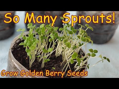 You've Never Seen So Many Sprouts! Grow Golden Berry Seeds!