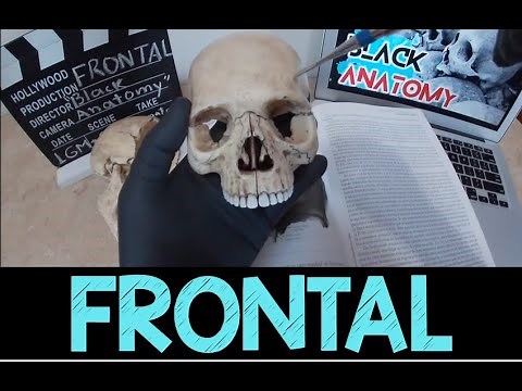Anatomy of the Frontal Bone by Rouvière Book [Easy to Understand]