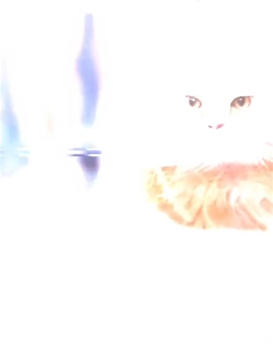 Spinning Cat Meme Edit