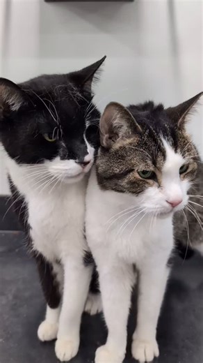 Smawl Cat Castle on Instagram: "In animal rescue, sometimes there are animals who come along and quietly steal your heart. That was Romeo and Juliet. This sweet geriatric duo came to us from the shelter in May 2025 because they were struggling in that environment. We welcomed them with open arms, and from the very beginning it was clear they were inseparable. They were truly joined at the hip — one was never far from the other. Romeo was the king of headbutts, and Juliet was a talker who demande