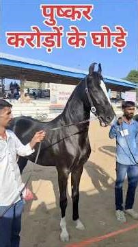पुष्कर मेले के करोड़ों के घोड़े की असल कहानी#pushkarmela2025 #pushkar2025