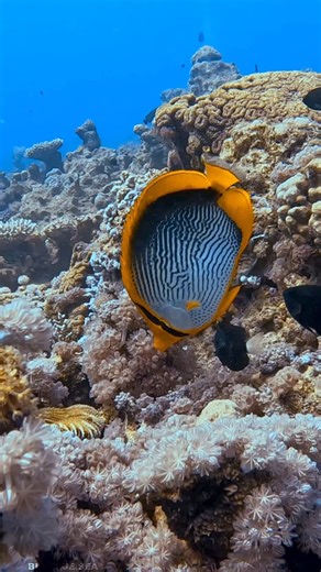 Joseph Leverton on Instagram: "🐠 5 Facts About the Blackback Butterflyfish (Chaetodon melannotus): 1. Yellow Beauty with Stripes: The Blackback Butterflyfish has a bright yellow body with thin vertical stripes and a dark eye band, giving it a striking, elegant look on the reef. 2. Widespread Indo-Pacific Range: Found from the Red Sea and East Africa across to Polynesia and southern Japan, they thrive in coral-rich lagoons and outer reef slopes up to 20 meters deep. 3. Coral-Feeding Habits: Like