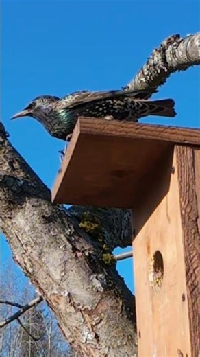 Starling checks out the birdhouse 🐦 #birds #nature #wildlife
