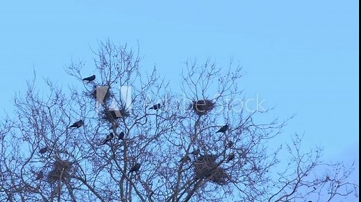 rooks builds nest from branches on tree in early spring, nesting behavior of birds during breeding season, Springtime activities, Avian habitats, ecological balance, animal kingdom