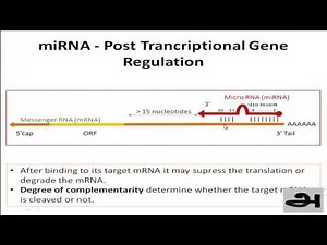how micro RNA works?