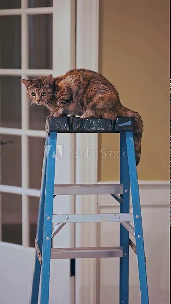 mischievous torbie / tortie cat sitting on top of blue ladder