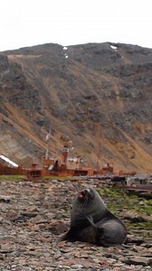 "the most incredible place I've ever been to in my life..." - Paul, Swoop Antarctica's Guidebook Editor Discover the Serengeti of the South with tours of Antarctica & South Georgia | Swoop Antarctica