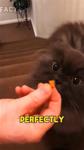 Why Are Cats So Fast? 🐱 Amazing Facts!