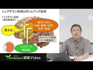 夢ナビ2024：生理心理学―脳がみせる不思議な心の世界―（人間科学部 心理学科 石金 浩史先生）