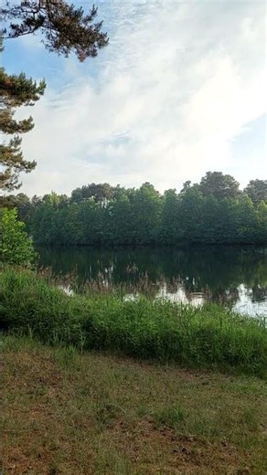 Morning Forest Pond 🌿 Nature Sounds & Birdsong #forestpond #naturesounds #forestlake #birdsong