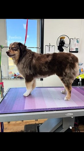 I love Aussie makeovers 😍 | Pawfecta Pet Grooming LLC.