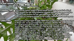 2 Potted Fishbone Cactus (selenicereus Anthonyanus), Zig-zag Cactus, Ric Rac Cactus, Orchid Cactus Well-rooted in 2.7'' Pot - Etsy