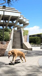 113K views · 2.6K reactions | Skating around Geisel Library #surfskate #petsofucsd #ucsd #dogs #ucsdalumni #skateboardingdog | Bamboo | Facebook