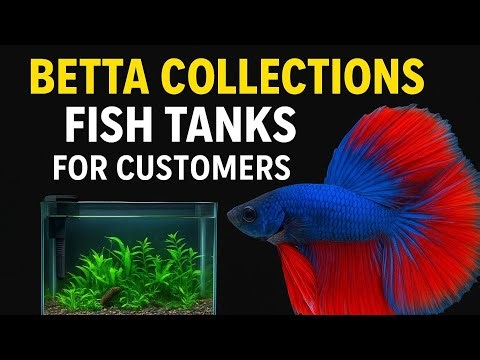 Betta Fish Collections 🐠✨ |Beautiful Aquarium Tank Setup Ideas