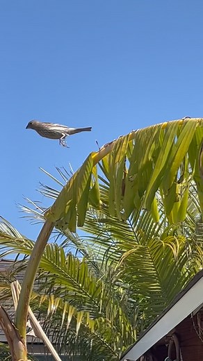 Female House Finch (Haemorhous mexicanus), Oxnard California. | WFVZ Bird Museum and Research Center