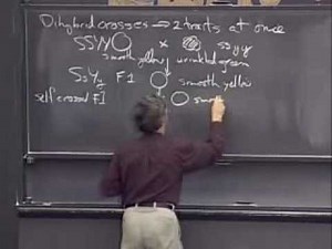 23: Diploid Genetics | Introductory Biology | Biology | MIT OpenCourseWare