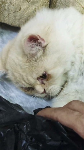 Cute Kitten 🥰. #kitten#cat#funny#cute#catlover#catshorts#youtubecats#MunchkinCat#CuteKittens11n