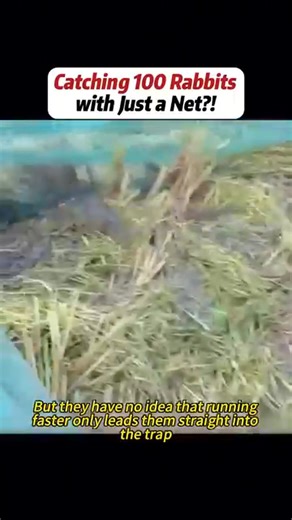 Catching 100 rabbits With just a net | The Elegant Animals | Facebook
