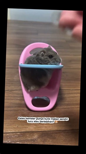 Hamster Ini Makan di Kursi Mini, Lucunya Bikin Susah Fokus! 🐹