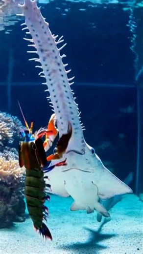 16K views · 85 reactions | Peacock Mantis Vs SAWFISH : Last Fight With deadly Jab K. O 略練嵐 #foryoupage #animalworld #pet #mantis #exoticpet | REEF TANK Paradise | Facebook