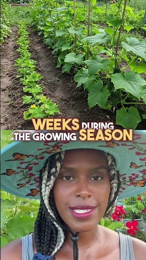 How to Grow Disease-Free Cucumbers All Summer | Succession Planting Tips #gardening #growyourownfood
