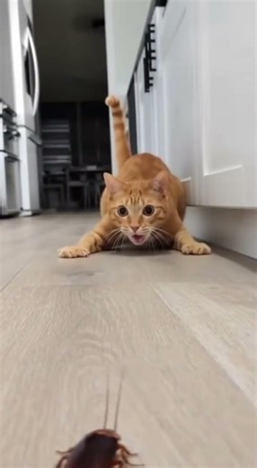 This Cockroach Broke the Cat’s Confidence 💀😂
