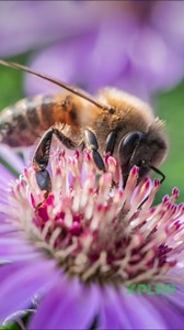 Why do bees die when they sting you?