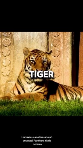 Mirthful Fact on TikTok