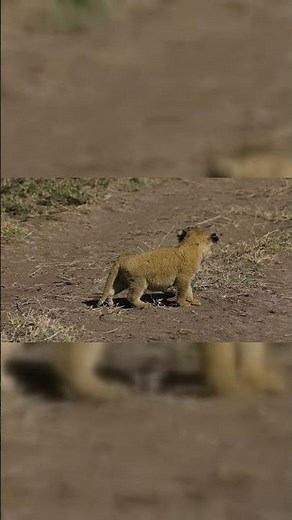 "Lion Cubs: The Adorable Future Kings of the Jungle Ready to Roar!"