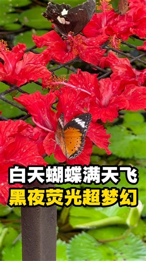 【🌿🦋 白天飞舞 · 夜晚发光的 Entopia ✨】#槟城好料 白天，一群蝴蝶在身边自在飞舞； 夜晚，整个园区悄悄亮起微光。 Entopia，就是这样一个让时间慢下来的地方 🌱 最近再走进 Entopia，才发现这里即将在 2026 年迎来 40 周年。 园区依然保持得很好，绿意、光线与自然细节，让人一踏进来就很放松 🍃 🌞 白天必看亮点 户外区域蝴蝶数量真的很惊人，不用刻意取景，随手一拍都是画面感满满的自然瞬间 📸 室内展馆也不只是“看看而已”，而是可以慢慢观察昆虫生态、了解自然故事，对小朋友特别有吸引力，大人也会觉得新鲜有趣 🐛✨ 🎨 超推荐停留区 放大展示的蝴蝶翅膀区域一定要停下来看看。 近距离观察纹理与色彩，就像在欣赏一件由大自然完成的艺术品 🖼️🦋 🌙 别急着走，一定要等到晚上 天色一暗，Natureland 仿佛切换成夜光模式。 生物荧光慢慢浮现，安静、梦幻，和白天是完全不同的体验 💫 🍽️ 生物荧光主题套餐 以独一无二的主题餐饮开启夜间模体验，从环境到餐桌，满满自然元素，仪式感直接拉满 🌿🍴 🎉 活动与聚会也适合 这里也设有适合举办学校活