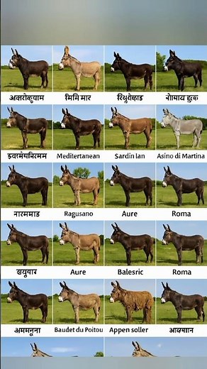 Different Types Donkey Breeds Name In English With Pictures #Donkey #Breeds #Name #English #Words