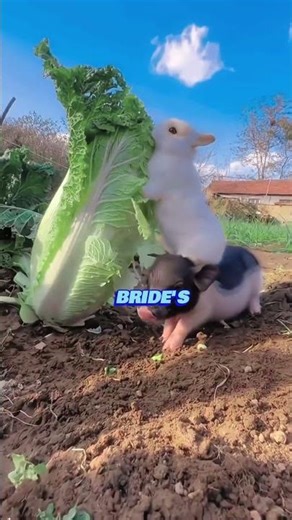 Ruined a WEDDING as a Fake DJ 😭💔 #shorts #trending #shortsfeed