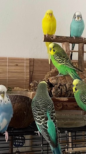 bird Coos sur TikTok