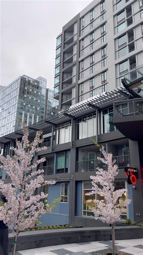 Spring in Seattle🌸🌷 #spring #seattle #pnw #travel #fyp #viral #shorts #beautiful #tree #flowers