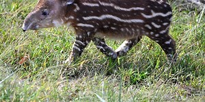 Zoo announces birth of endangered Baird’s tapir