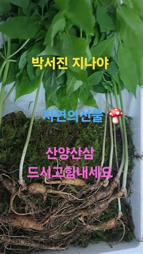 May 12, 2026* Eat wild medicinal herbs, cultivated mountain ginseng🍄, and stay energized.