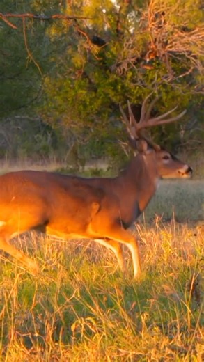 Hunter Hunting Deer with Arrow in Deep Jungle | Real Survival Scene#deer#arrow#viralreels#video