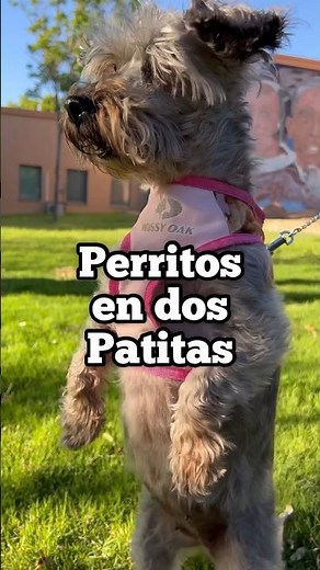 Perritos caminando en dos patitas | perritos graciosos