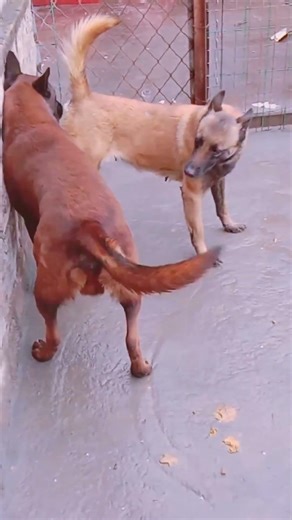 Basic training activities between dogs