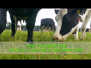 How to check the physical condition of pregnant cows? - GREAT FARM