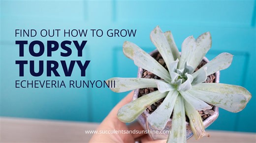 Twisted perfection: How to care for echeveria ‘Topsy Turvy’ like a pro