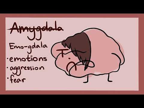 Memorize Parts of the Brain with Mnemonics