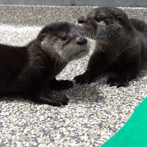 50K views · 3.1K reactions | Flora and Hobs were found wandering alone as orphaned pups. They came to the zoo for care in 2019, and they've been rascalling together ever since. Happy Otterversary! | Oregon Zoo | Facebook