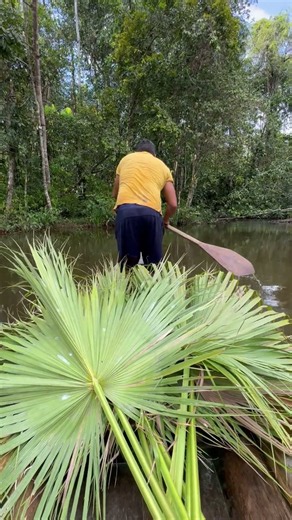 Amazon Forest.