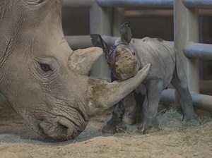 Second Rhino Born Via Artificial Insemination At Safari Park