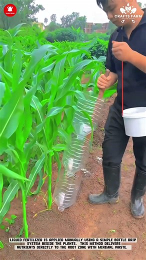 Plastic Bottle Fertilizer Dispenser for Corn Plants: Targeted Feeding with Simple Farm Innovation